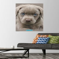 Keith Kimberlin-Köpek Yavrusu-İtme Pimleri ile Mavi Gözler Duvar Posteri, 22.375 34